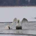 Trumpeter Swan