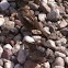 House Sparrow