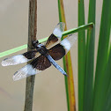 Widow Skimmer