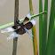 Widow Skimmer