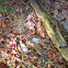 Red Squirrel