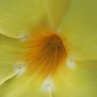 Golden Trumpet