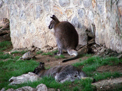 kengur_kornjaca.jpg