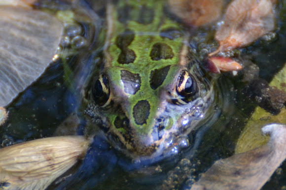 Spotting Image 1