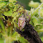Stink Bug