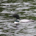loon