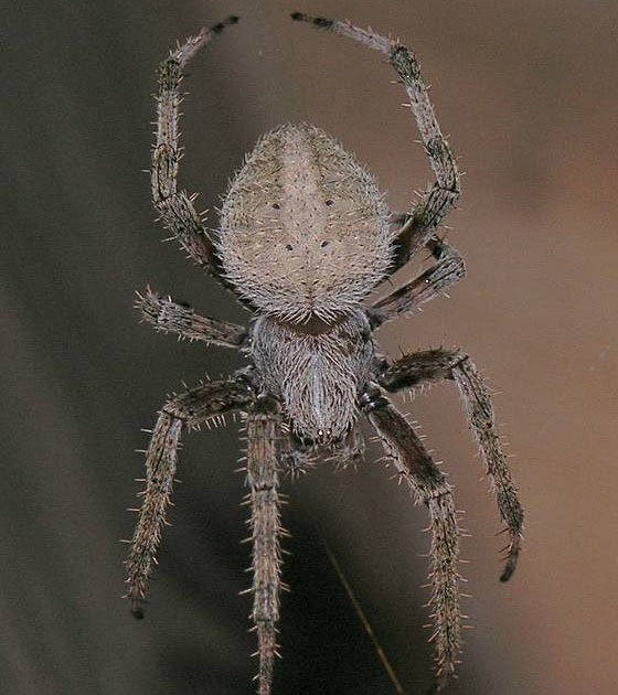 Nature in the Ozarks Barn Spider Part 1