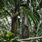 Common Potoo