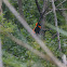 Southern red Bishop