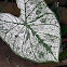keladi, elephant ear