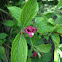 Weigela
