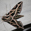 moth