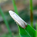 Tineid Moth