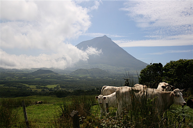 Not a Milka add! ;) - Island of Pico