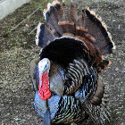 Turkey