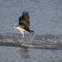 Osprey