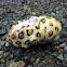 Noni fruit