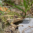 Northern Leopard Frog