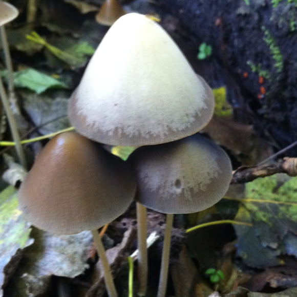 Spotting Image 1