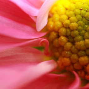 by OxyG En - Nature Up Close Flowers