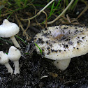 Russula pectinata