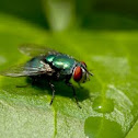 Green bottle fly