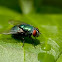 Green bottle fly