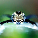 Grass Cross Spider