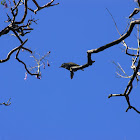 Cardinal Woodpecker