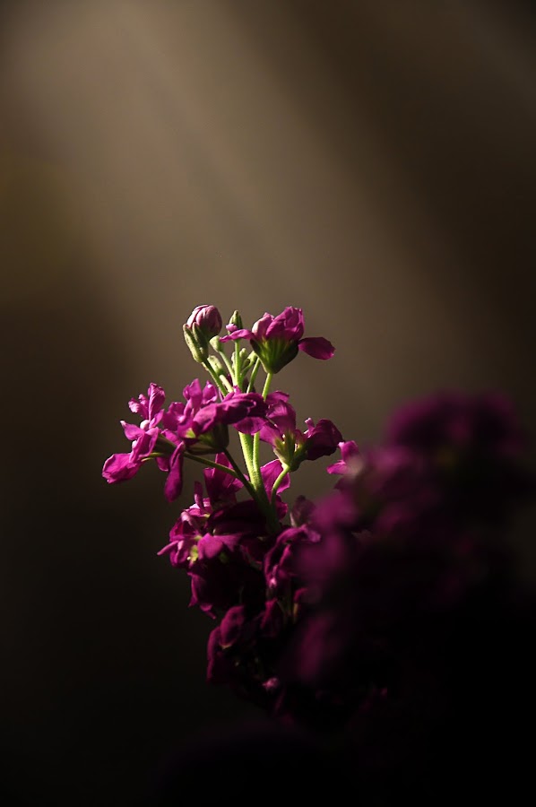by William Lofgren - Nature Up Close Flowers