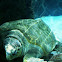 Loggerhead Sea Turtle