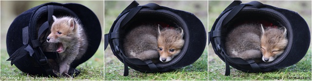 [fox in a helmet[5].jpg]