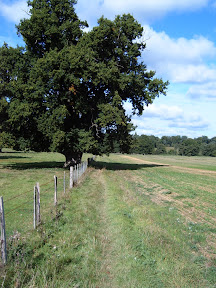 Path_through_Field.JPG 