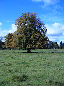 Solitary_Tree.JPG 