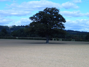 Ploughed_Field_with_tree.JPG 