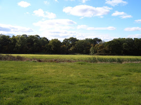 Field_2.JPG 