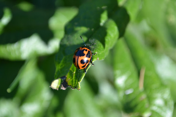 Spotting Image 1