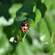 swamp milkweed leaf beetle