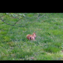 Red squirrel
