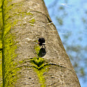 Steatoda spider.