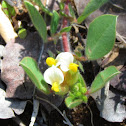 Bladder vetch