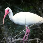American White Ibis