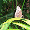 Blue Morpho