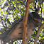 Tawny Frogmouth  