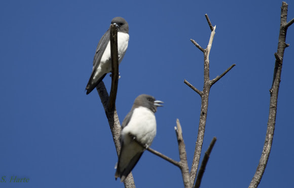 Spotting Image 1