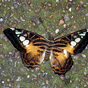 Clipper Butterfly