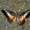 Clipper Butterfly