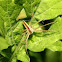 Fishing Spider