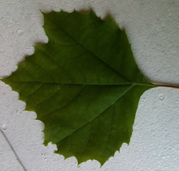 Spotting Image 1