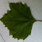 American Sycamore